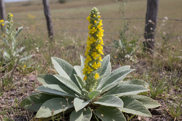 real mullein plant